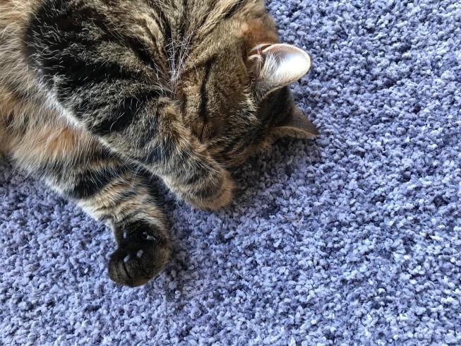 顔ををぎゅっとして昼寝 有限会社ワールドウインドー庄内のニュース まいぷれ 酒田 顔ををぎゅっとして昼寝 有限会社ワールドウインドー庄内のニュース まいぷれ 酒田