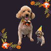 「Dog salon mofu mofu　余市町」