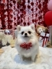 チワポメのシャンプーお写真「🐶チワワ、ミックス犬、ヨーキー、ビションのトリミングのお友達❤️」