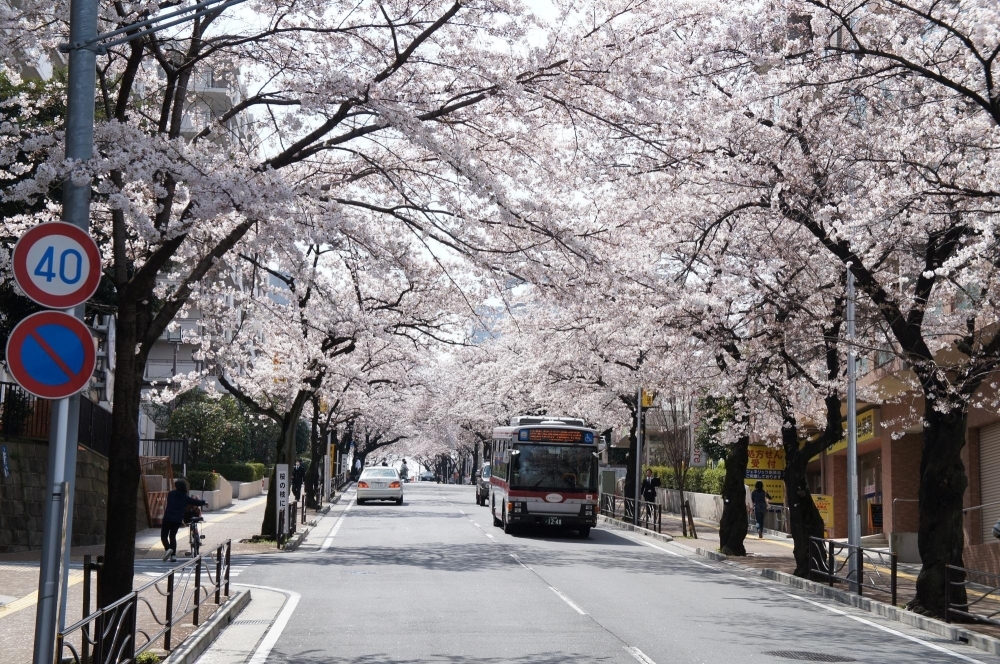 さくら坂 宮前区 お花見するならここ 川崎市の 桜 特集 年 まいぷれ 川崎市