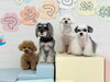 くま♡Ｈこなつ♡ペチ♡アモル「ましゅまろ幼稚園🐾」
