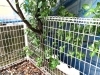 庭木、持ち帰り処分願います。