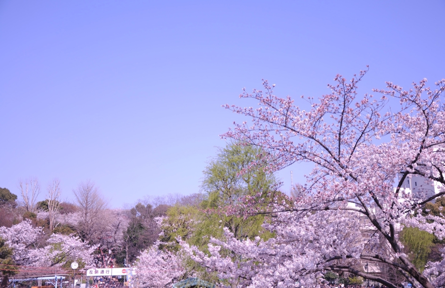 第5回 桜灯りフェスタ お花見するならココ 鹿児島市 日置市の桜特集 まいぷれ 鹿児島 日置