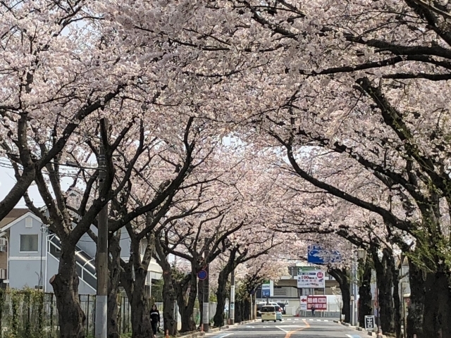 市道印内古作線沿いの桜並木 中山競馬場前 船橋市 お花見するならここ 千葉 船橋 市川 習志野の 桜 特集 年 まいぷれ 船橋市