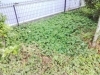 除草作業前～「今年度の除草作業が開始しました！！」