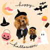 「Dog salon mofu mofu　余市町」