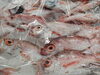 「📣本日のお魚情報🐟」