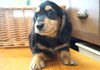 「ミニチュアダックス子犬情報」