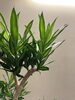 「オフィスや施設の雰囲気を高める観葉植物リースのご提案」