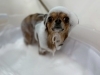 シャンプー中「泡パックでさっぱり！トリミング中のお写真ご紹介🐶🫧」
