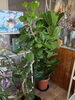 「観葉植物入荷しました🪴【越前市/花屋/生花/フラワーアレンジメント/ふるーれ・T】」