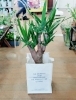 ユッカ「観葉植物が入荷しました！」