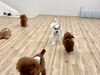 走る💨「ましゅまろ幼稚園🐾パート２」