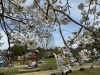 草津市　公園「草津市　さくら」