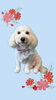「Dog salon mofu mofu　余市町」