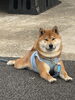 ご機嫌の看板犬がお出迎え♪「【西船橋ペットレンタカー】小さな相棒と関東ドライブ旅のおはなし」