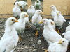 さくら「30日目のもみじ&さくら成長記【鶏舎を建築するなら悠々ファームへ】」