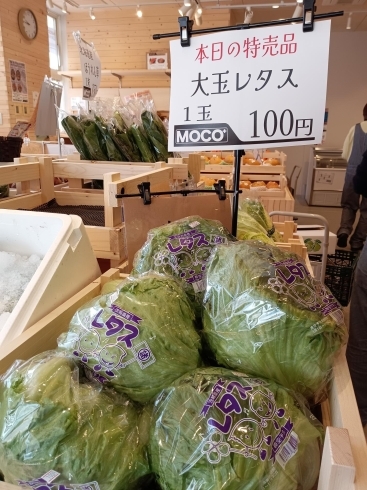 レタス　100円「11/25　お買い得情報！」