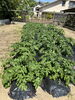 お隣のジャガイモ畑🥔「初夏の香り」