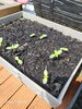 可愛く発芽「～小さな元気とでっかい元気～」