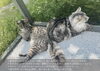 「愛猫との快適な暮らしを叶えるリフォームポイント」