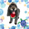 「Dog salon mofu mofu　余市町」
