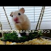 100均の芝で作るハムスターブランコ♪おもしろ可愛いハムスターcute funny hamster　＃13