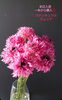 こんなにちくちくの花びら？なのにラナンキュラス！「かわいすぎるお花たち入荷！」