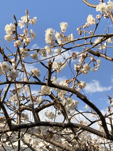 さくらんぼの桜の木が満開でした(*^▽^*)「今日は定休日です（´-`）.｡oO」