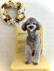 モッフィーくん「Spring flower」