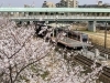 数年前の満開の景色です「ヘルパーの休日【白井市訪問介護・相談支援】」