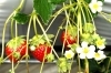 「もうすぐ！今年も丁寧に大切に育ててきたいちご🍓2026年シーズンに向けてすくすく成長中です！」