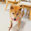 うめちゃん「今日のお友達」