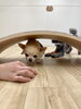 米ちゃん「ましゅまろ幼稚園🐾パート２」