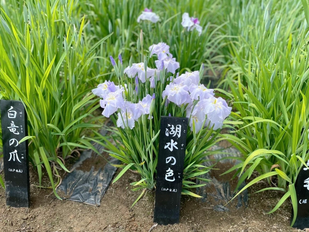 21年の花菖蒲 ハナショウブ は6月上中旬が見頃 葛飾区の観光名所 堀切菖蒲園 入園無料 葛飾区のお知らせ まいぷれ 葛飾区 21年の花菖蒲 ハナショウブ は6月上中旬が見頃 葛飾区の観光名所 堀切菖蒲園 入園無料 葛飾区のお知らせ まいぷれ 葛飾区