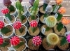 サボテン・ヒボタン「【はなやHOK皆生店】本日は鉢物入荷日です！」