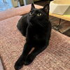 くろ「2022年2月22日は猫の日！」