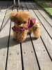 ラテちゃん「ましゅまろ幼稚園　と　お知らせ　^ - ^」