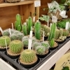 サボテン「【はなやホック皆生店】鉢入荷しました」