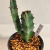 二股がかわいい！「802PLANT SHOP おすすめ植物　ユーフォルビア　大鳳閣　二股がかわいい！　実は　多肉！」