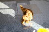 「今日のお友達」