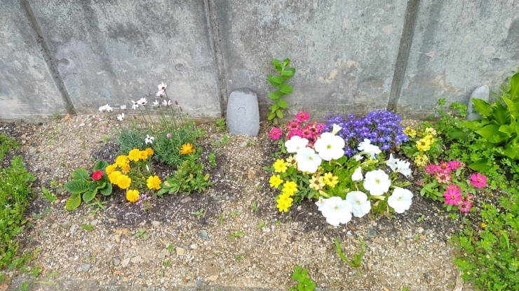 前回植えたお花たちも綺麗に咲いています(^^♪「お花が増えました　　山口市のお困りごとはNCSへ」