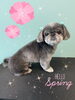 「可愛い子ちゃん♡Dog salon mofu mofu余市町」