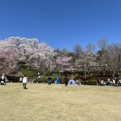 ■佐伯区■70品種の桜が咲き誇る植物公園