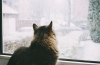 「猫ちゃんの寒さ対策🐈‍⬛⛄️」