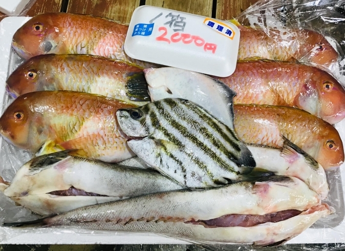 魚魚市場鮮魚コーナーおすすめは イトヨリ ヒラアジ です 魚魚の宿のニュース まいぷれ 佐世保 魚魚市場鮮魚コーナーおすすめは イトヨリ ヒラアジ です 魚魚の宿のニュース まいぷれ 佐世保