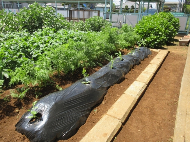 「野菜の苗を植えました(^o^)」