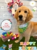 ゴールデンレトリバー　シャンプー＋部分カット「🐶トイプードル、ゴールデンレトリバー、トリミングのお友達🐇」