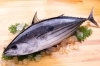 「土佐清水直送！ 初鰹　入荷！」