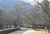 八重桜はまだこれからです「ソメイヨシノが咲いてます」